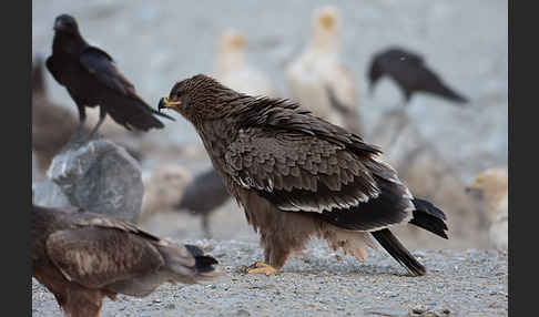 Steppenadler (Aquila nipalensis)