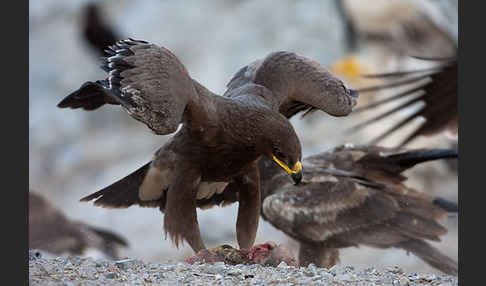 Steppenadler (Aquila nipalensis)