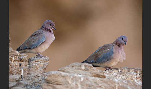 Palmtaube (Streptopelia senegalensis)