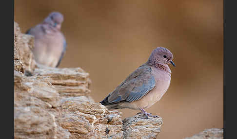 Palmtaube (Streptopelia senegalensis)