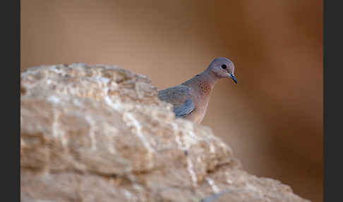 Palmtaube (Streptopelia senegalensis)