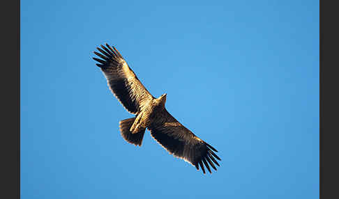 Kaiseradler (Aquila heliaca)