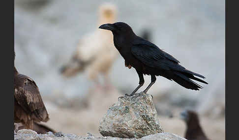 Wüstenrabe (Corvus ruficollis)