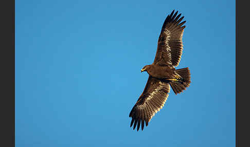 Steppenadler (Aquila nipalensis)