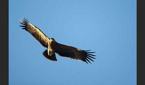 Kaiseradler (Aquila heliaca)