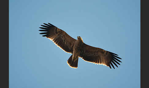 Kaiseradler (Aquila heliaca)