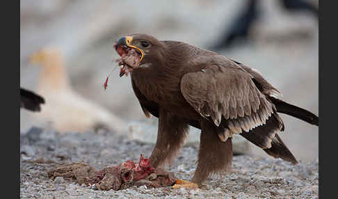 Steppenadler (Aquila nipalensis)