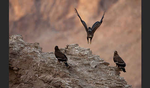 Steppenadler (Aquila nipalensis)