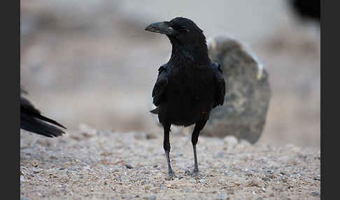 Wüstenrabe (Corvus ruficollis)