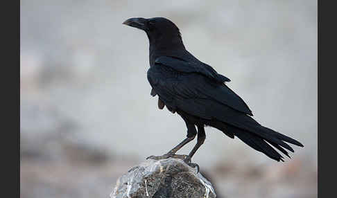 Wüstenrabe (Corvus ruficollis)