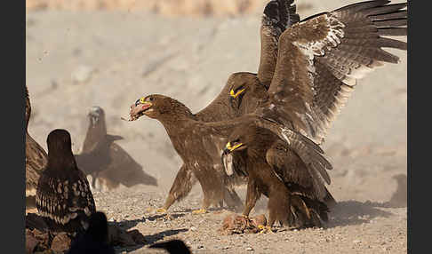 Steppenadler (Aquila nipalensis)