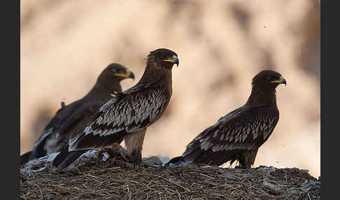 Schelladler (Aquila clanga)