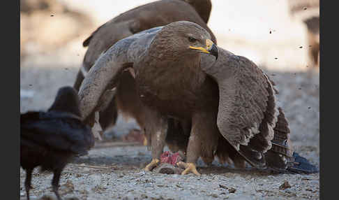 Steppenadler (Aquila nipalensis)