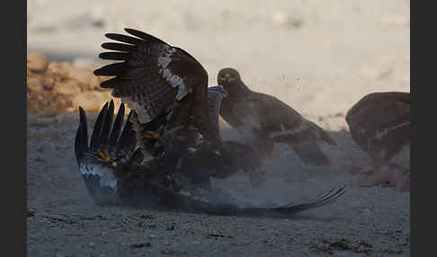 Steppenadler (Aquila nipalensis)