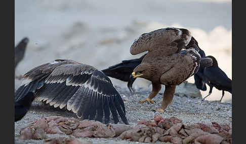 Steppenadler (Aquila nipalensis)