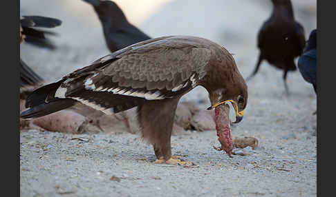 Steppenadler (Aquila nipalensis)