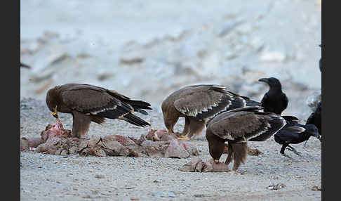 Steppenadler (Aquila nipalensis)