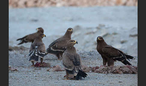 Steppenadler (Aquila nipalensis)