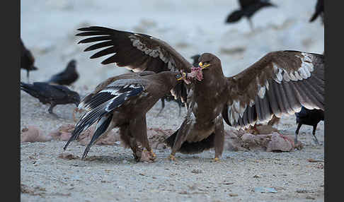 Steppenadler (Aquila nipalensis)