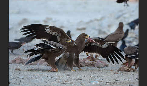 Steppenadler (Aquila nipalensis)