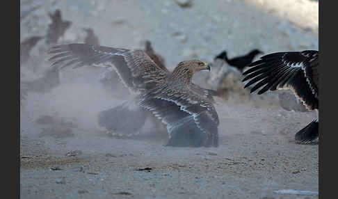 Kaiseradler (Aquila heliaca)