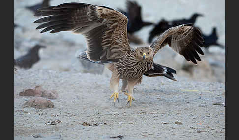 Kaiseradler (Aquila heliaca)