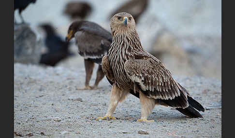 Kaiseradler (Aquila heliaca)