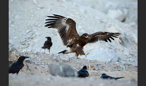 Steppenadler (Aquila nipalensis)