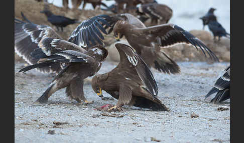 Steppenadler (Aquila nipalensis)