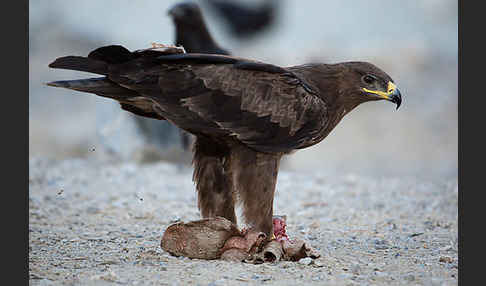 Steppenadler (Aquila nipalensis)