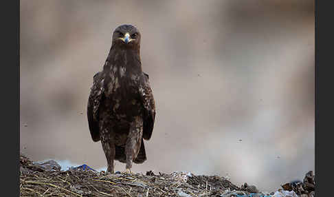 Schelladler (Aquila clanga)