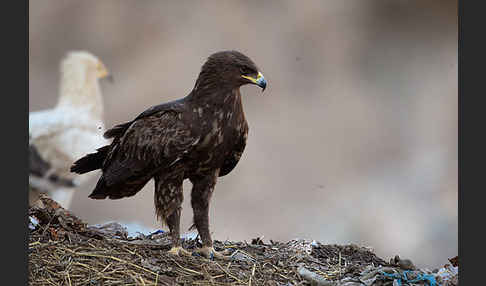 Schelladler (Aquila clanga)