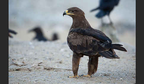 Steppenadler (Aquila nipalensis)