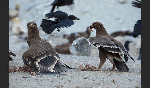 Steppenadler (Aquila nipalensis)