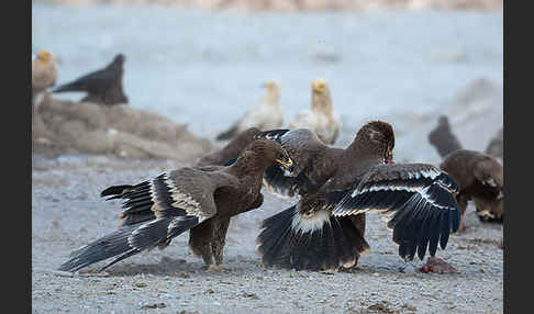 Steppenadler (Aquila nipalensis)