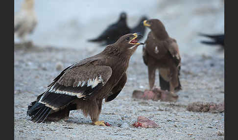 Steppenadler (Aquila nipalensis)