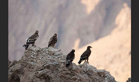 Steppenadler (Aquila nipalensis)