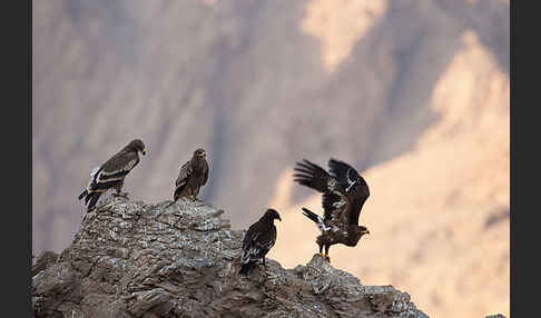 Steppenadler (Aquila nipalensis)