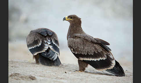 Steppenadler (Aquila nipalensis)