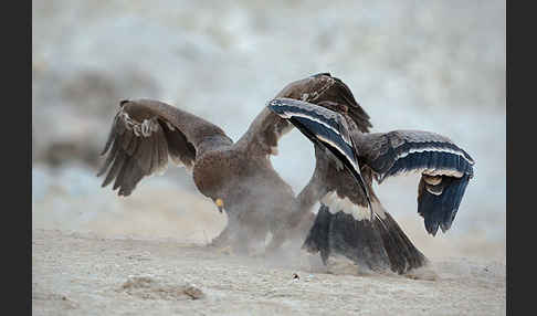 Steppenadler (Aquila nipalensis)