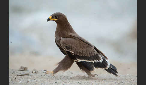 Steppenadler (Aquila nipalensis)