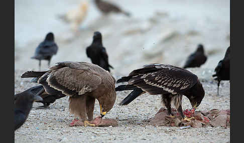 Steppenadler (Aquila nipalensis)