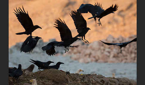 Wüstenrabe (Corvus ruficollis)