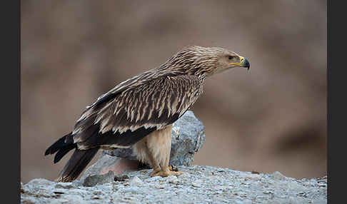 Kaiseradler (Aquila heliaca)