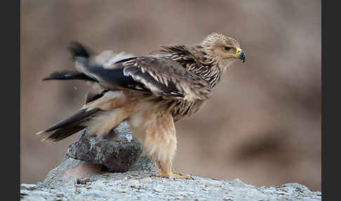 Kaiseradler (Aquila heliaca)