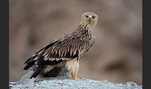 Kaiseradler (Aquila heliaca)