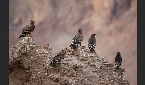 Kaiseradler (Aquila heliaca)