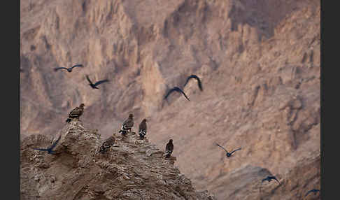 Kaiseradler (Aquila heliaca)