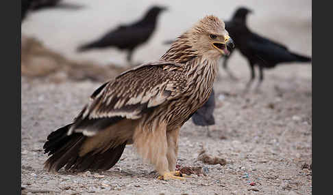 Kaiseradler (Aquila heliaca)