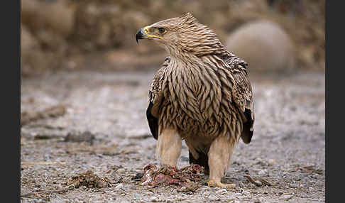 Kaiseradler (Aquila heliaca)